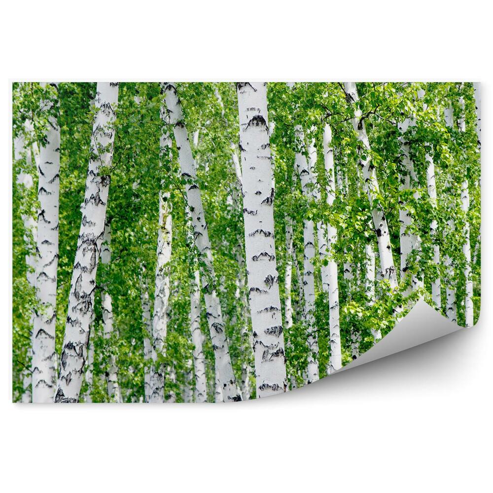 Fototapet perete Mesteacan Frunze Verzi Vara