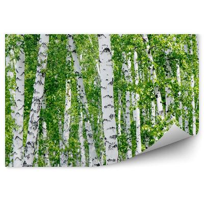 Fototapet perete Mesteacan Frunze Verzi Vara