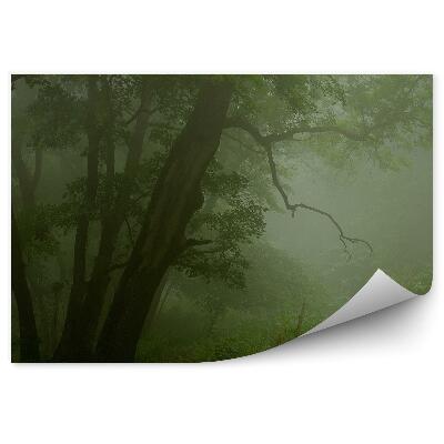 Fototapet perete Pădure Cețoasă