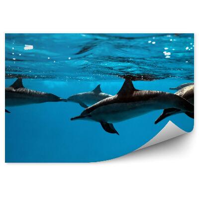 Fototapet perete Delfinii Sub Apă