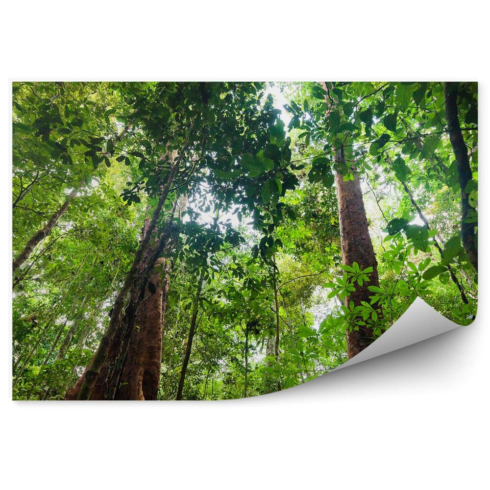 Fototapet pentru perete Vegetație Luxuriantă Subarbust Perspectivă Junglei