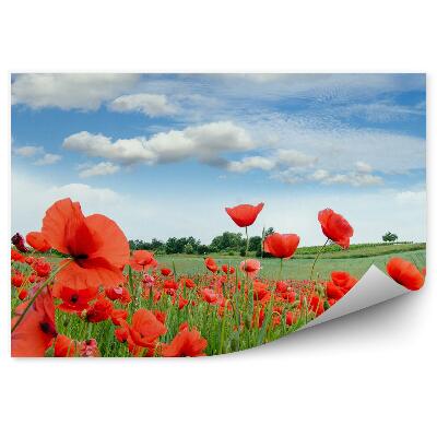 Fototapet pentru perete Flori De Vară, Maci, Cer Verde, Albastru