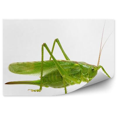 Fototapet Animal Lăcustă Verde