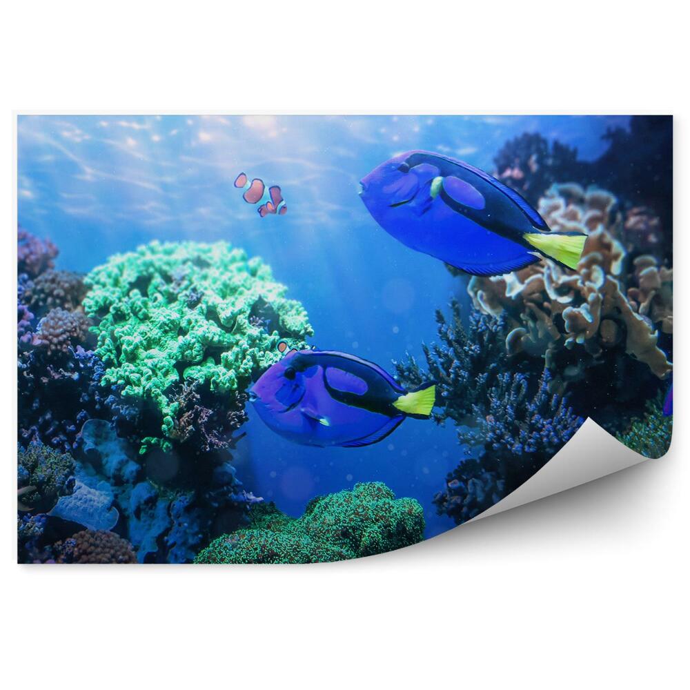 Fototapet pentru perete Pește Chirurg Pe Un Recif De Corali