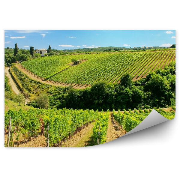 Decor fototapet Podgoria Toscana Cer Nori