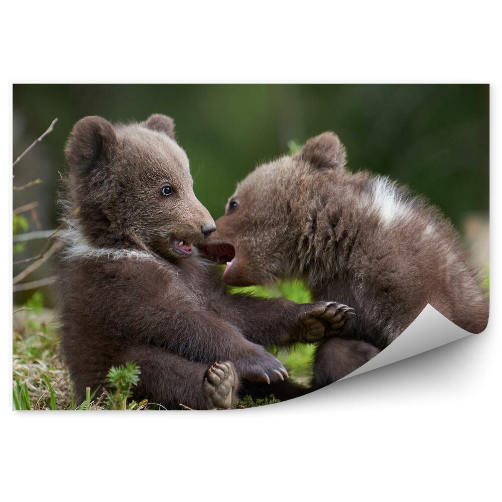 Fototapet pentru perete Pui De Urs În Pădure