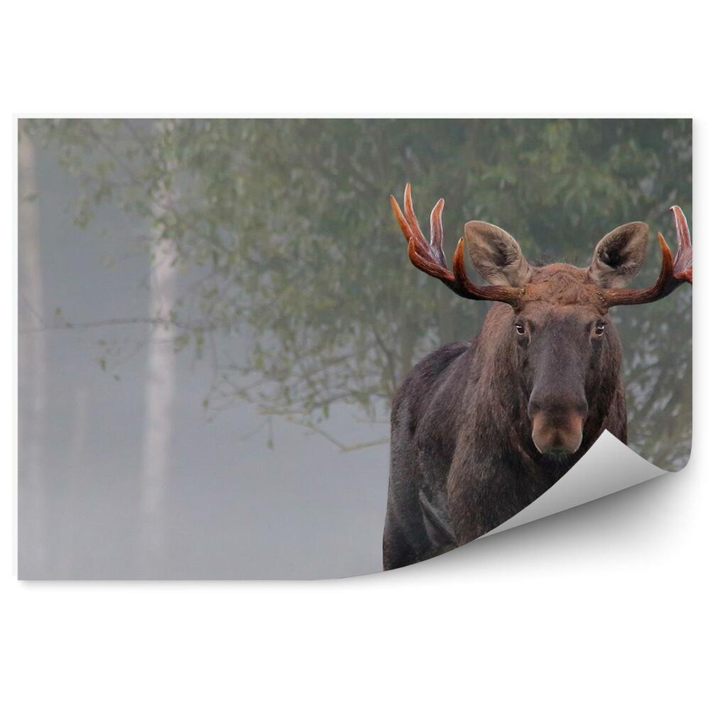 Fototapet perete Elan Mascul În Ceață De Toamnă