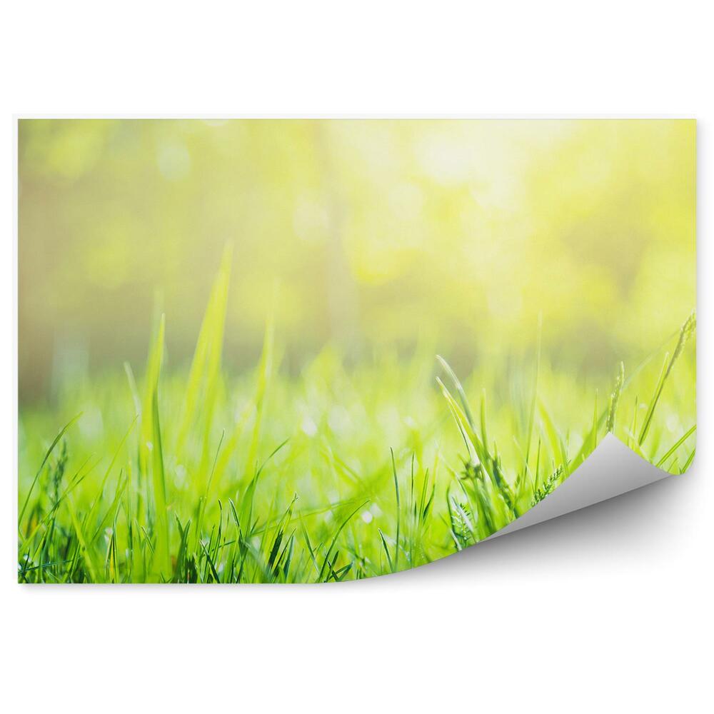 Fototapet Iarba Verde Natură De Vară