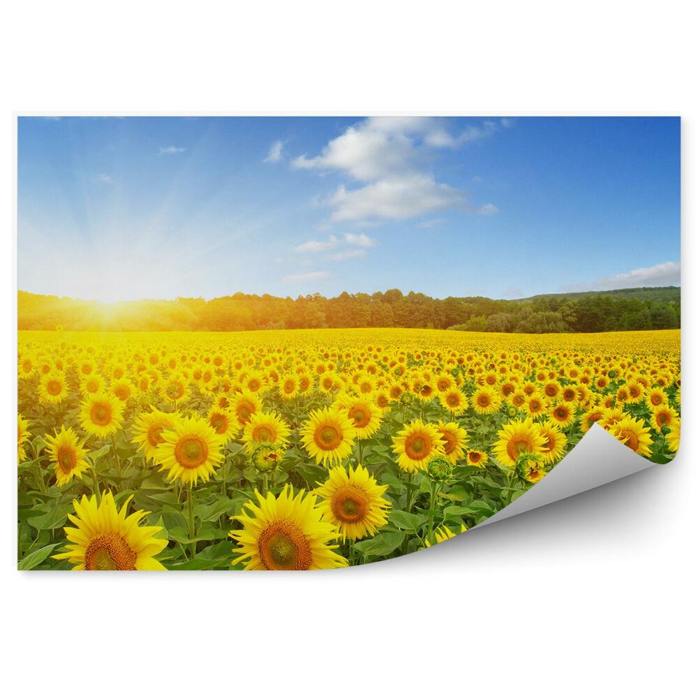 Fototapet Câmp de floarea-soarelui cer înnori flori