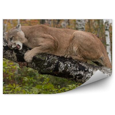 Fototapet pentru perete Tufe De Copaci Pumi