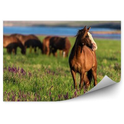 Fototapet pentru perete Horse in the meadow