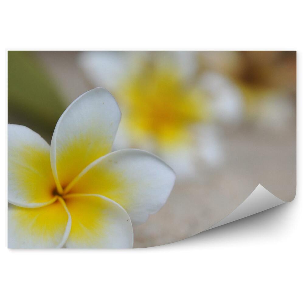 Fototapet perete Fond de nisip cu flori tropicale de plumeria