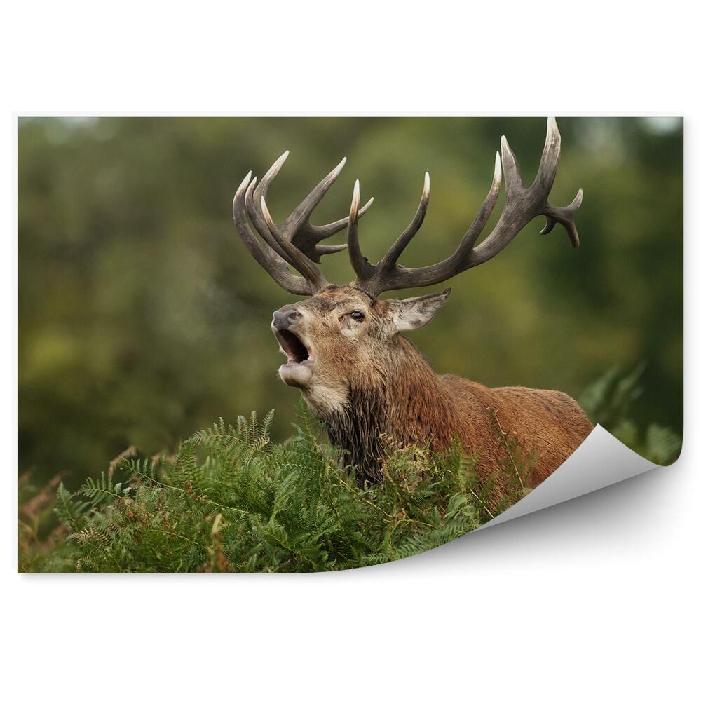 Fototapet Căprioare Și Ferigi Care Răcnesc