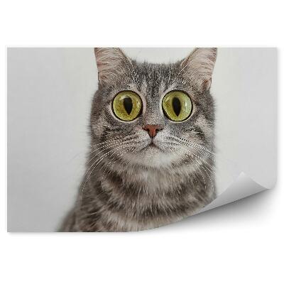 Decor fototapet Pisica Tabby Gri Cu Ochi Verzi Mari