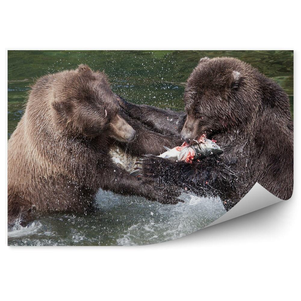 Fototapet Urșii Grizzly Se Luptă Pentru Somon