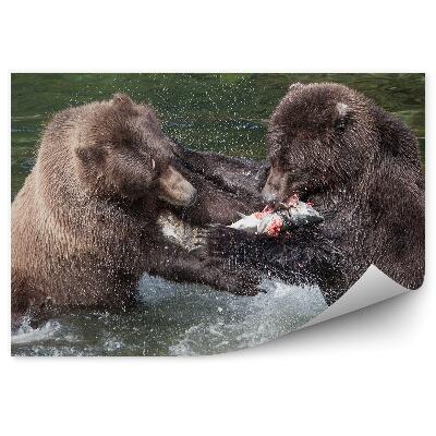 Fototapet Urșii Grizzly Se Luptă Pentru Somon