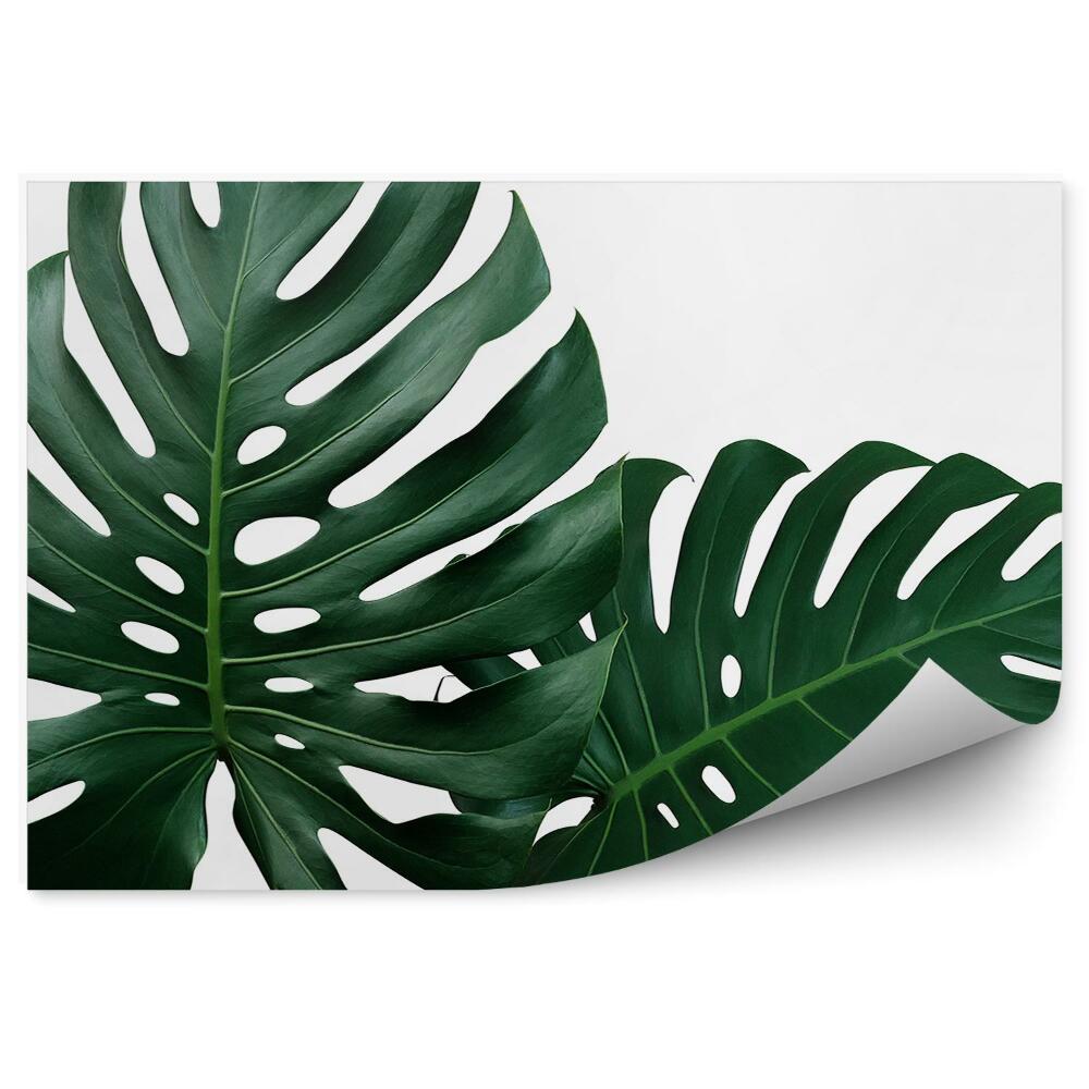 Fototapet perete Monstera verde lasă grafică pe fundal alb