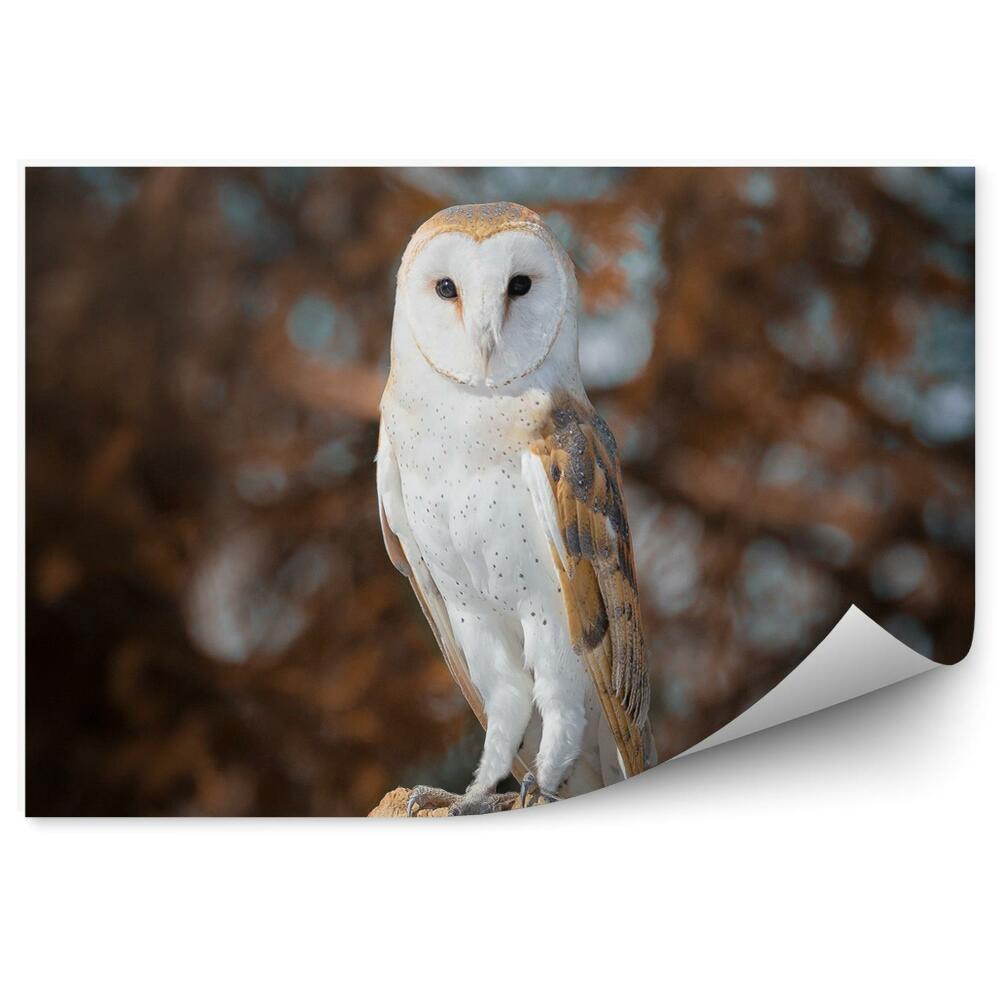 Fototapet pentru perete Bufniță Pe Fundalul Pădurii De Toamnă