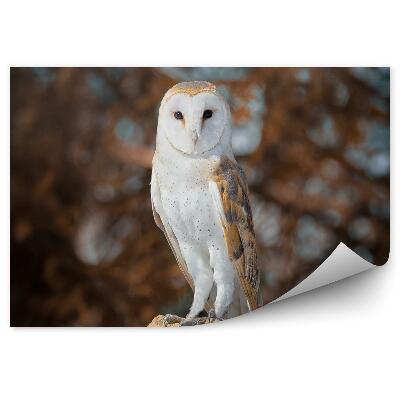 Fototapet pentru perete Bufniță Pe Fundalul Pădurii De Toamnă