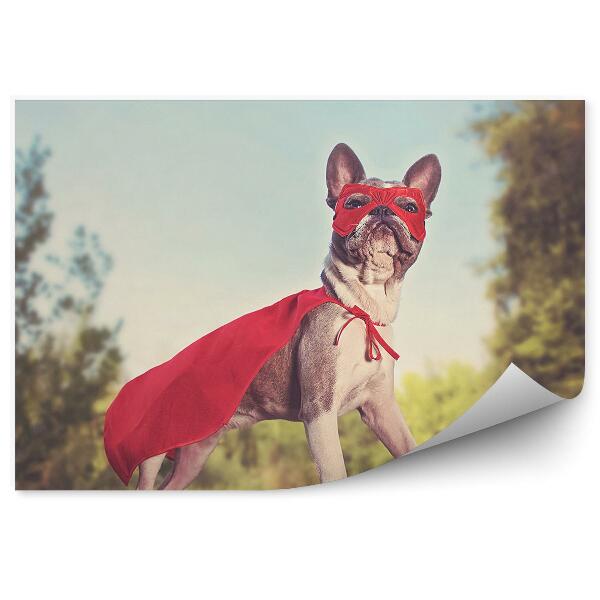 Fototapet perete Costum Roșu De Buldog Francez Super Erou Pădure