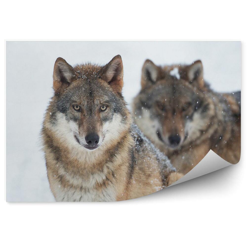 Fototapet vintage Lupii Se Odihnesc Iarna Zăpadă