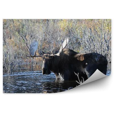 Fototapet pentru perete Iarba De Iaz De Elani