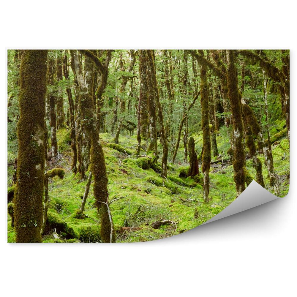 Fototapet perete Pădurea Tropicală