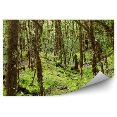 Fototapet perete Pădurea Tropicală