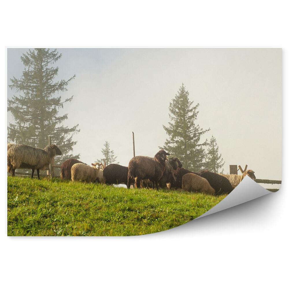 Decor fototapet Oi, Carpați, Munți, Copaci, Gard, Carpați