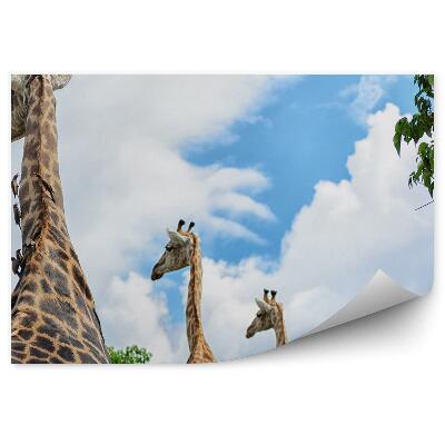 Fototapet perete Girafele Pe Cer