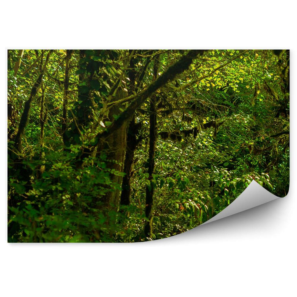 Fototapet perete Frunze De Pădure Tropicală