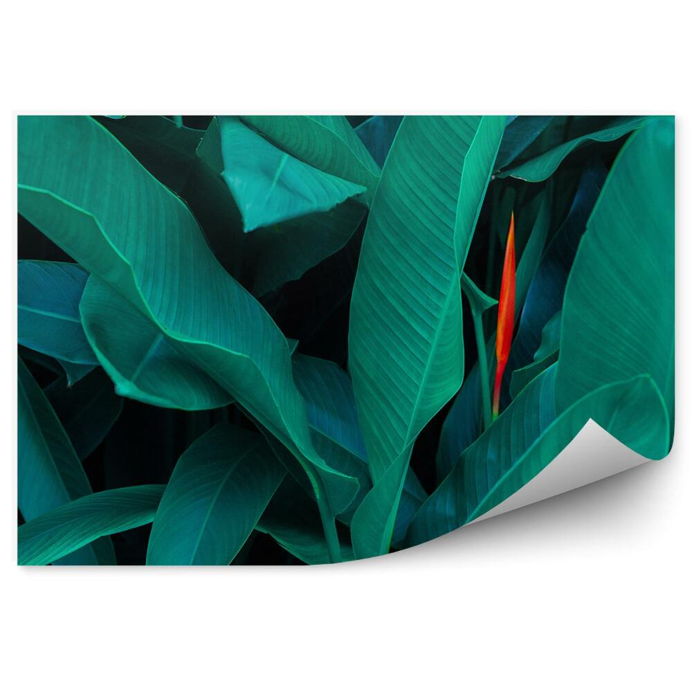 Fototapet Prim-Plan Cu Frunze Verzi Ale Unei Plante Tropicale