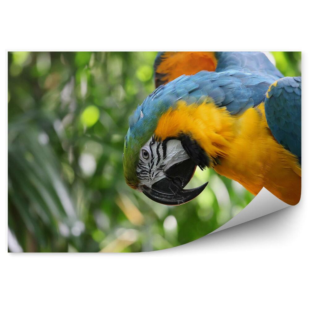 Fototapet Macaw Pe O Creangă