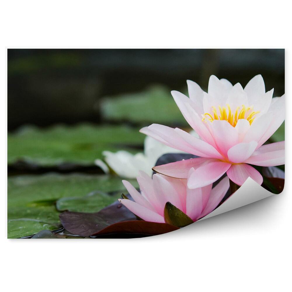 Fototapet perete Frunze de iaz de nuferi