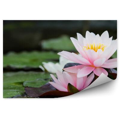 Fototapet perete Frunze de iaz de nuferi