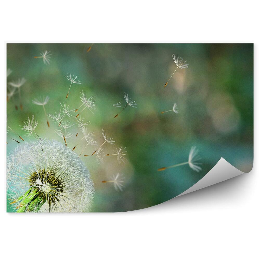 Decor fototapet Seminte de flori de papadie