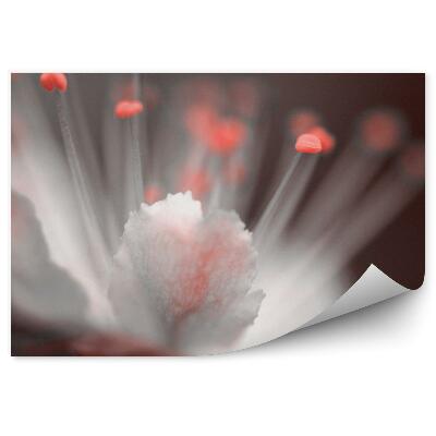 Decor fototapet Fundal maro cu flori de cireș roșu și alb