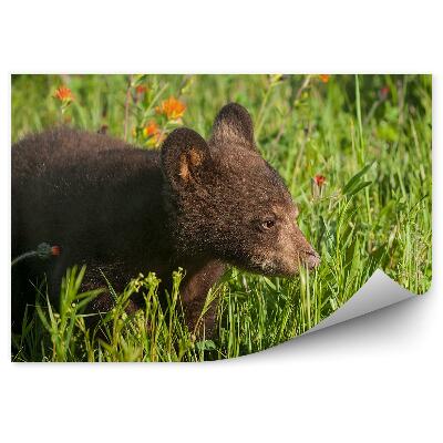 Fototapet perete Pui De Urs În Pajiște Și Flori