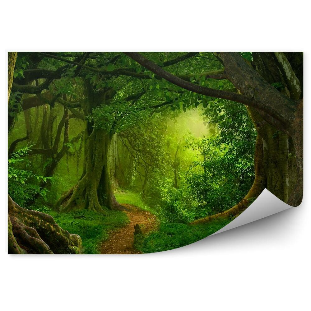 Fototapet Pădure Tropicală Arbori Cale Ferigi