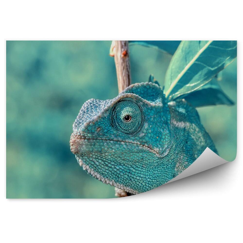 Fototapet pentru perete Cameleon Turcoaz