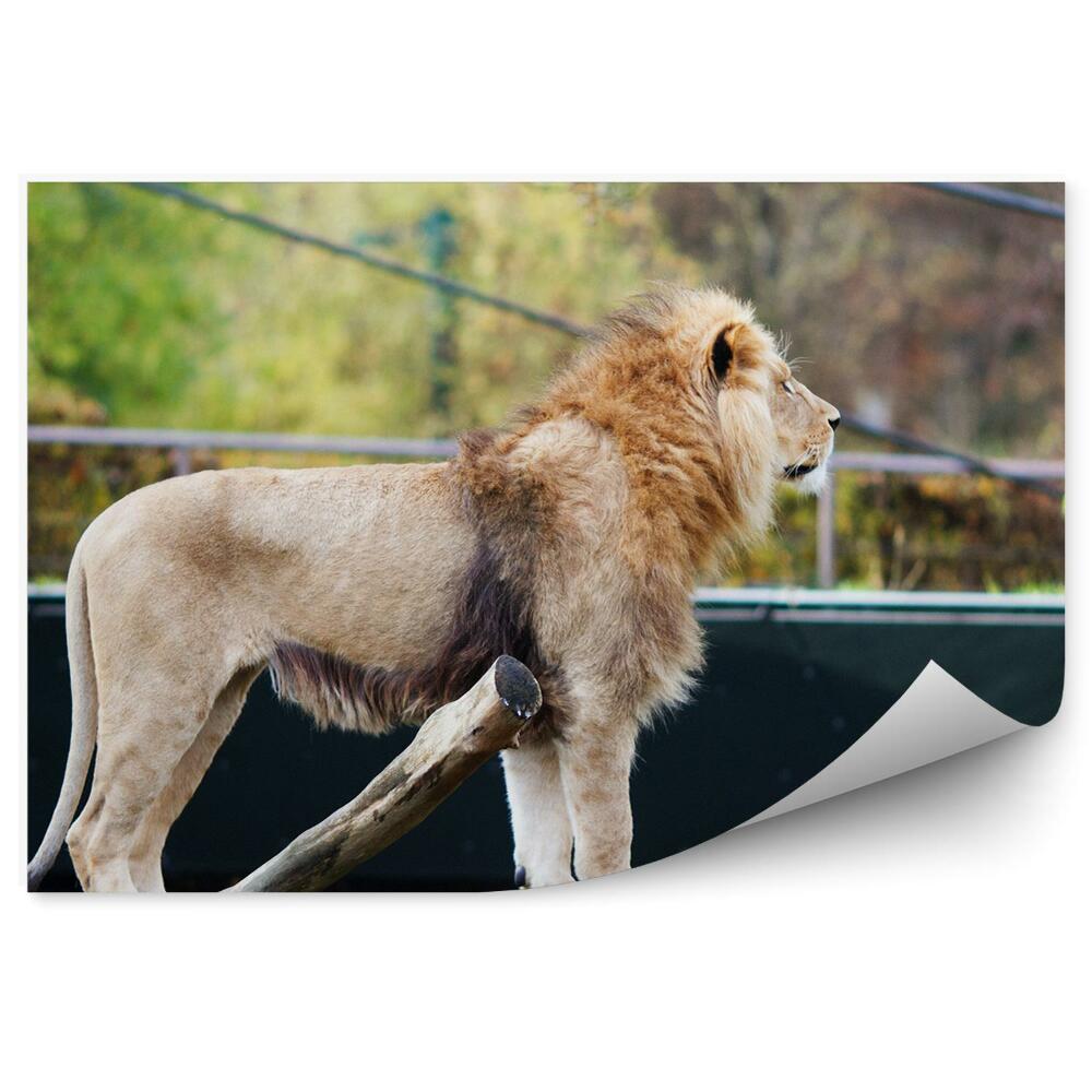 Decor fototapet Leu Pe Un Copac Spart