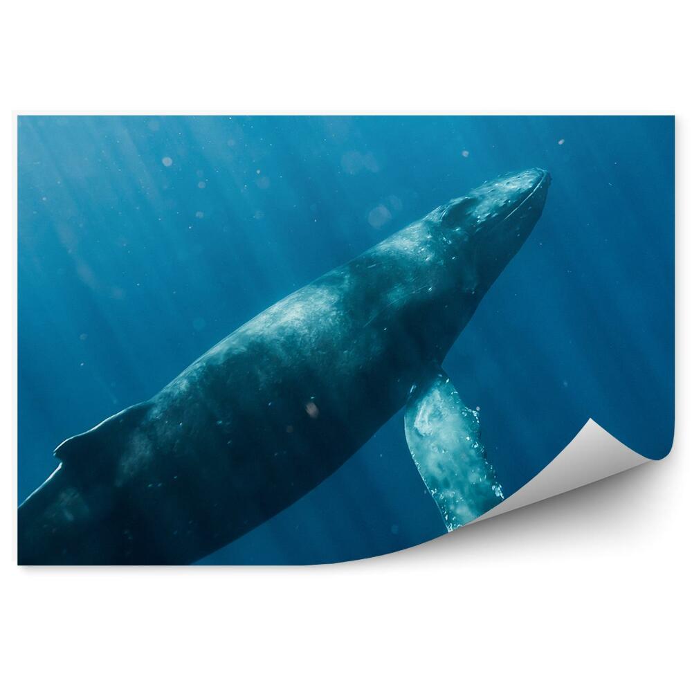 Fototapet perete Balenă Cu Cocoașă Ocean Hawaii