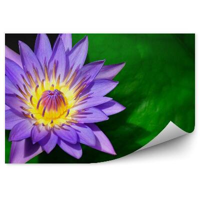 Decor fototapet Crini mov cu frunze verzi