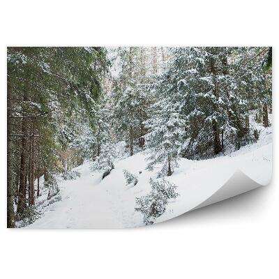 Fototapet pentru perete Pădure Densă De Conifere Din Zakopane