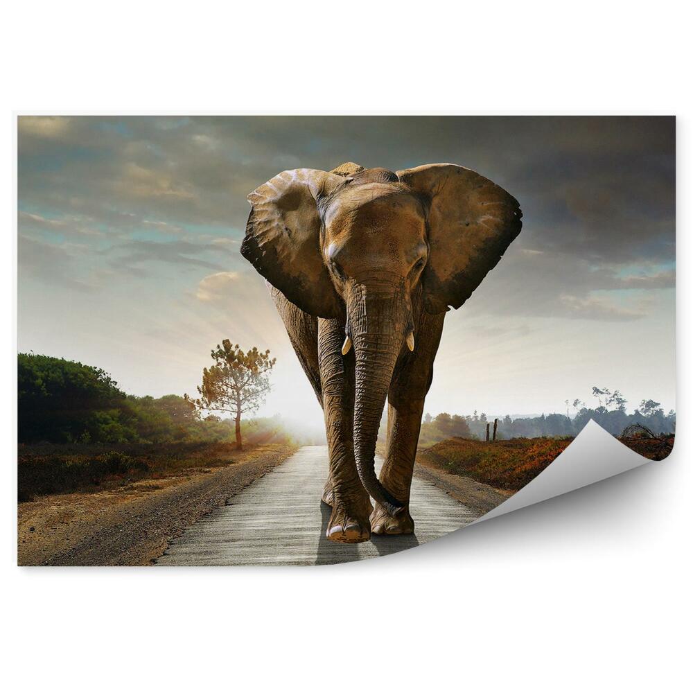 Fototapet Un Elefant Care Se Plimbă Pe Fundalul Apusului Soarelui