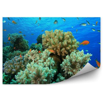 Fototapet vintage Prim-Plan Al Animalelor De Pești De Recif De Apă