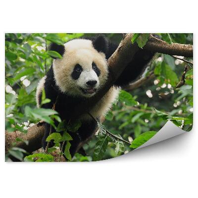 Decor fototapet Panda Stând Pe Un Copac