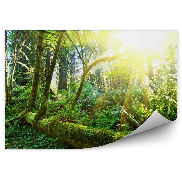 Decor fototapet Pădurea Tropicală