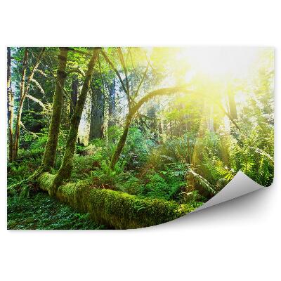 Decor fototapet Pădurea Tropicală