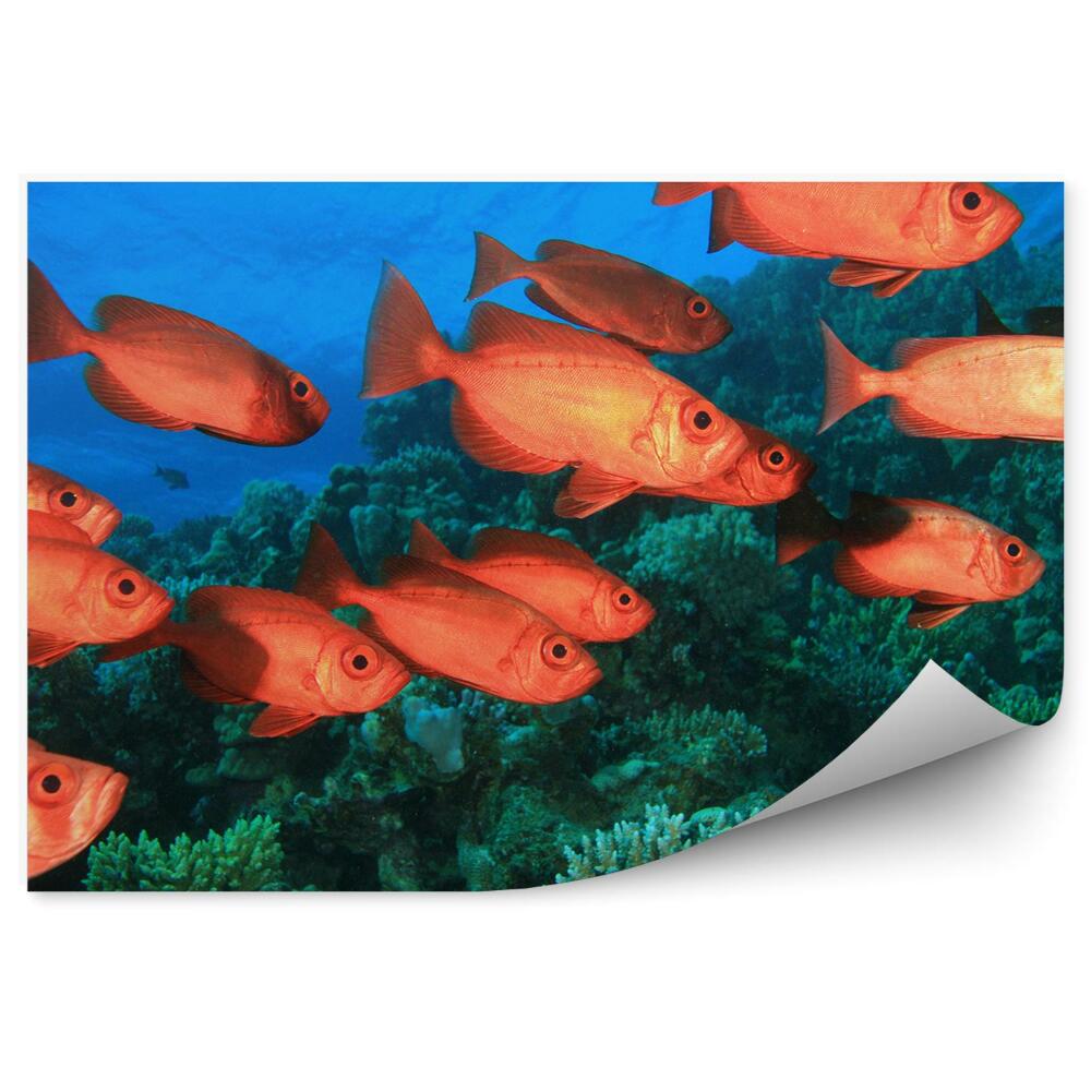 Fototapet vintage Pește Și Recif De Corali